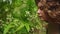 Woman examines and smells white cinnamon flowers in a lush green botanical garden, immerse in natural plant aromas