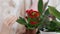 A woman examines a young kalanchoe plant in a pot. Close-up. The concept of home cultivation of flowers and plants