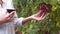 Woman examining bunch of red grapes in slow motion