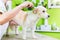 Woman is examining Dog for flea at pet groomer