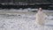 Woman in fairy tale image in white chic dress with crown stands on snow