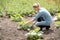 Woman farm worker caring for the growing crop