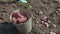 A woman, a farm worker, puts potato tubers in a metal bucket.