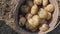 A woman, a farm worker, puts potato tubers in a metal bucket.