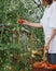 woman farmer or agronomist in light apron in garden with wicker basket of red tomatoes