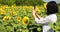 Woman farmer, bussineswoman take photo on tablet field Organic sunflower