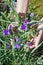 The woman - farmer care and collect  ablue tradescantia  spiderwort  flowers