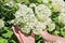 The woman - farmer care and picks a white hydrangea  flowers
