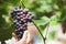 Woman farmer checking and harvesting bunch of red grapes