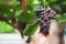 Woman farmer checking and harvesting bunch of red grapes