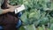 Woman farmer examines ripe cabbage, uses a digital tablet