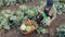 A woman farmer in a field cleans a cabbage with a knife