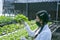 woman farmer hands working on organic hydroponics vegetable farm Owner of a hydroponics vegetable garden Quality inspection of