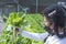 woman farmer hands working on organic hydroponics vegetable farm Owner of a hydroponics vegetable garden Quality inspection of