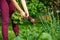 A woman farmer harvesting fresh beetroot from her huge organic garden, gardening concept