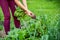 A woman farmer harvesting fresh beetroot from her huge organic garden, gardening concept