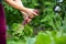 A woman farmer harvesting fresh beetroot from her huge organic garden, gardening concept