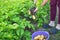 A woman farmer harvesting fresh potatoes from her huge organic garden, gardening concept