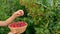 A woman farmer harvests raspberries in the garden. Selective focus.