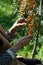 Woman farmer harvests sea buckthorn in the garden. Hands of an elderly woman close-up. Vertical crop