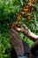 Woman farmer harvests sea buckthorn in the garden. Hands of an elderly woman close-up. Vertical crop