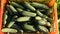 Woman farmer having rich harvest of cucumbers