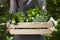 Woman farmer holding green vegetables in recycled wooden box