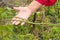 Woman farmer holding a pod of long Chinese beans, vegetable farming concept