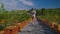 Woman farmer inspecting plants on farmland. Berries cultivation