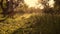 woman farmer mows the grass at sunset