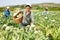 Woman farmer picking fresh organic artichokes in basket on farm
