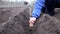 Woman farmer planting potatoes in garden chernozem soil at spring season. Organic farming and gardening, agriculture