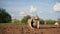 Woman farmer planting seedlings in vegetable garden