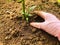 Woman farmer plants grows plant gardening Agriculture