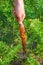 Woman farmer pulls out beds carrot harvest on the farm