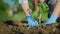 A woman farmer puts a tomato seedlings in the ground. Carefully ramming the soil around the sprout