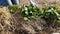 Woman farmer putting a straw mulch around strawberries it to fertilize and protect it from the drought and cold. Natural living, o