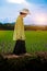 Woman farmer staring green rice seedlings