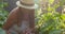 Woman farmer in straw hat picking green ripe cucumbers in vegetables garden