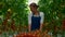 Woman farmer tomato harvest plantation greenhouse. Tasty ripe farmland nutrition