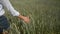 Woman farmer touching wheat ears in field at summer