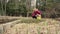 A woman farmer in vegetable garden cultivated garlic