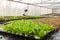 Woman farmer in Vegetables hydroponics farm