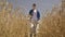 woman farmer walks through field of mature ears wheat with tablether hands. young agricultural specialist on farm field