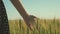 Woman farmer walks through wheat field at sunset, touching green ears of wheat with his hands - agriculture concept. A