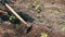 A woman farmer weeds the garden, cleans weeds around young green plants,Person chopping weeds with mattock. Working on a