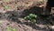 A woman farmer weeds the garden, cleans weeds around young green plants,Person chopping weeds with mattock. Working on a