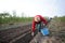 Woman farmer weeds young potatoes field in the garden