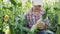 Woman farmer working in a field of corn