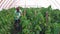 Woman farmer working at greenhouse.